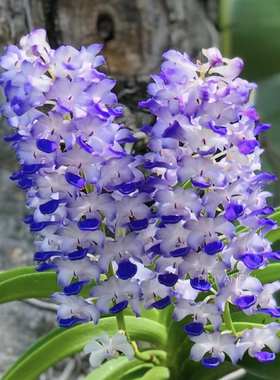 蓝色狐尾兰  蓝花安诺兰苗附生兰花卉盆栽绿植洋吊兰