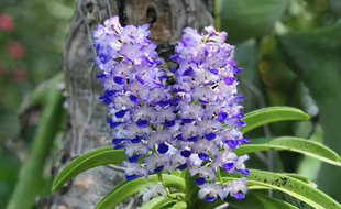 蓝色狐尾兰  蓝花安诺兰苗附生兰花卉盆栽绿植洋吊兰