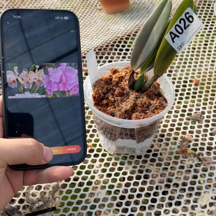 A026巴西蛋黄舒罗交日本大场193樱花宝石交暗色