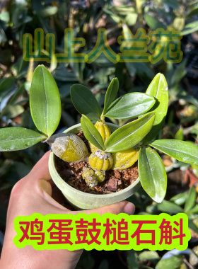 鸡蛋鼓槌石斛兰  迷你小圆鼓槌石斛吊兰花盆栽花卉植物石斛苗