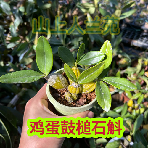 鸡蛋鼓槌石斛兰  迷你小圆鼓槌石斛吊兰花盆栽花卉植物石斛苗
