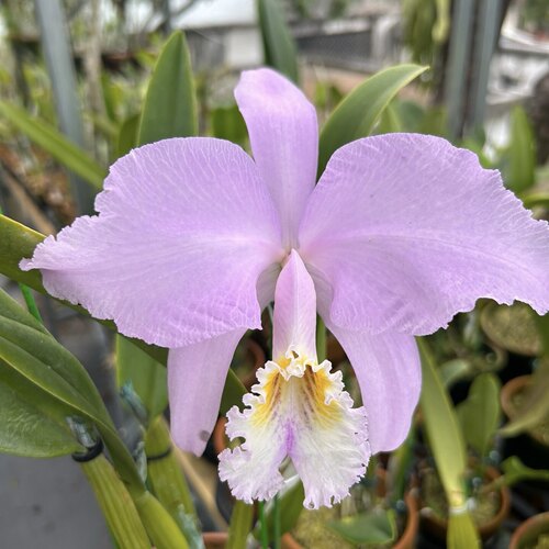 同色虎皮莫西原种卡特兰C.mossiae concolor “select-A”浓香