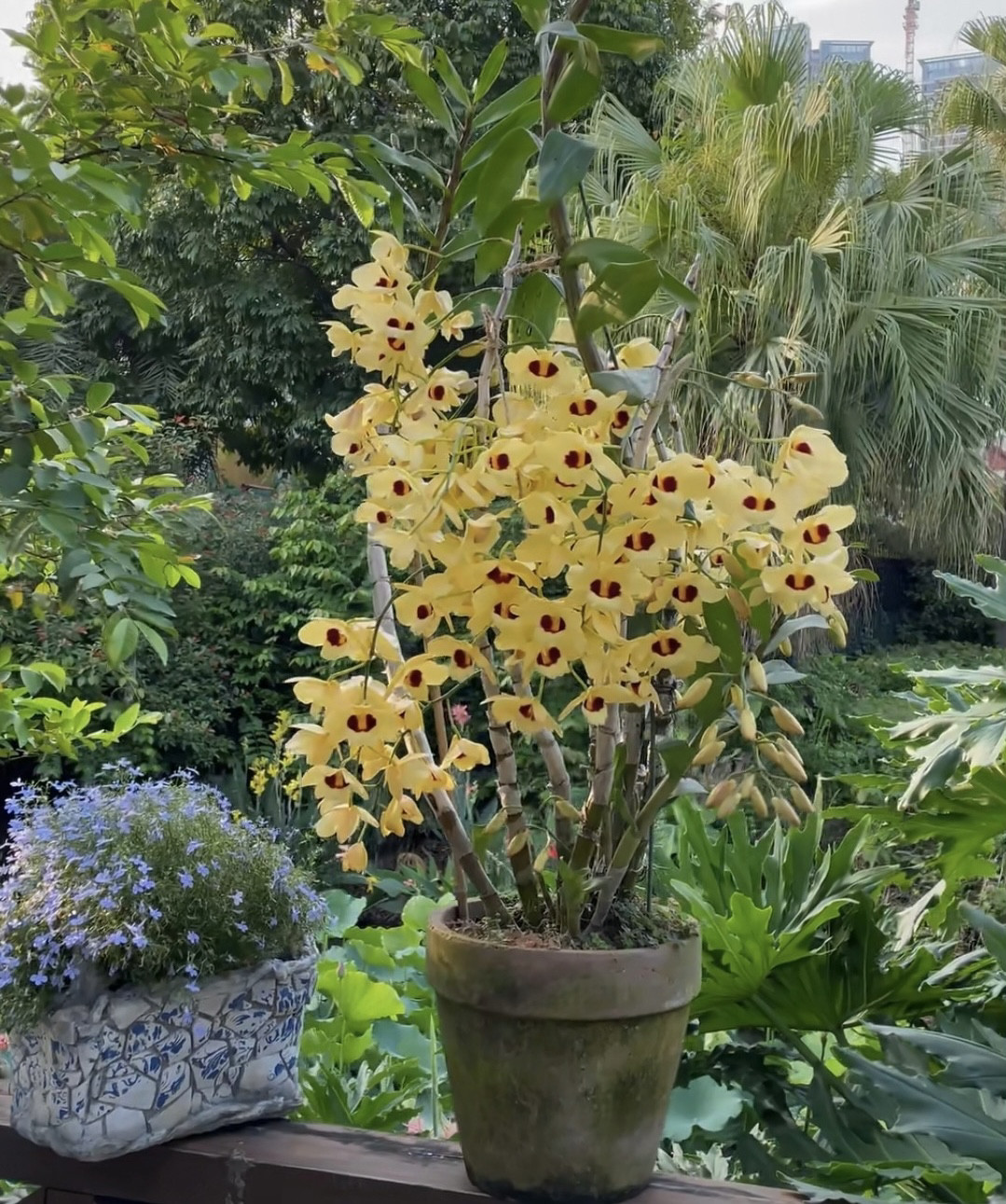 猫眼石斛  大东山猫眼  den.gatton sunray fcc/rhs石斛兰苗花卉