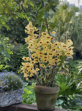 猫眼石斛  大东山猫眼  Den.Gatton Sunray FCC/RHS石斛兰苗花卉