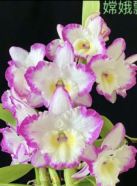 嫦娥飘彩春石斛大花泼墨Den.Sweet Variation Momotaro春石斛兰花