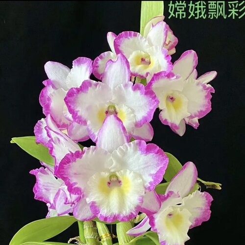 嫦娥飘彩春石斛大花泼墨Den.Sweet Variation Momotaro春石斛兰花
