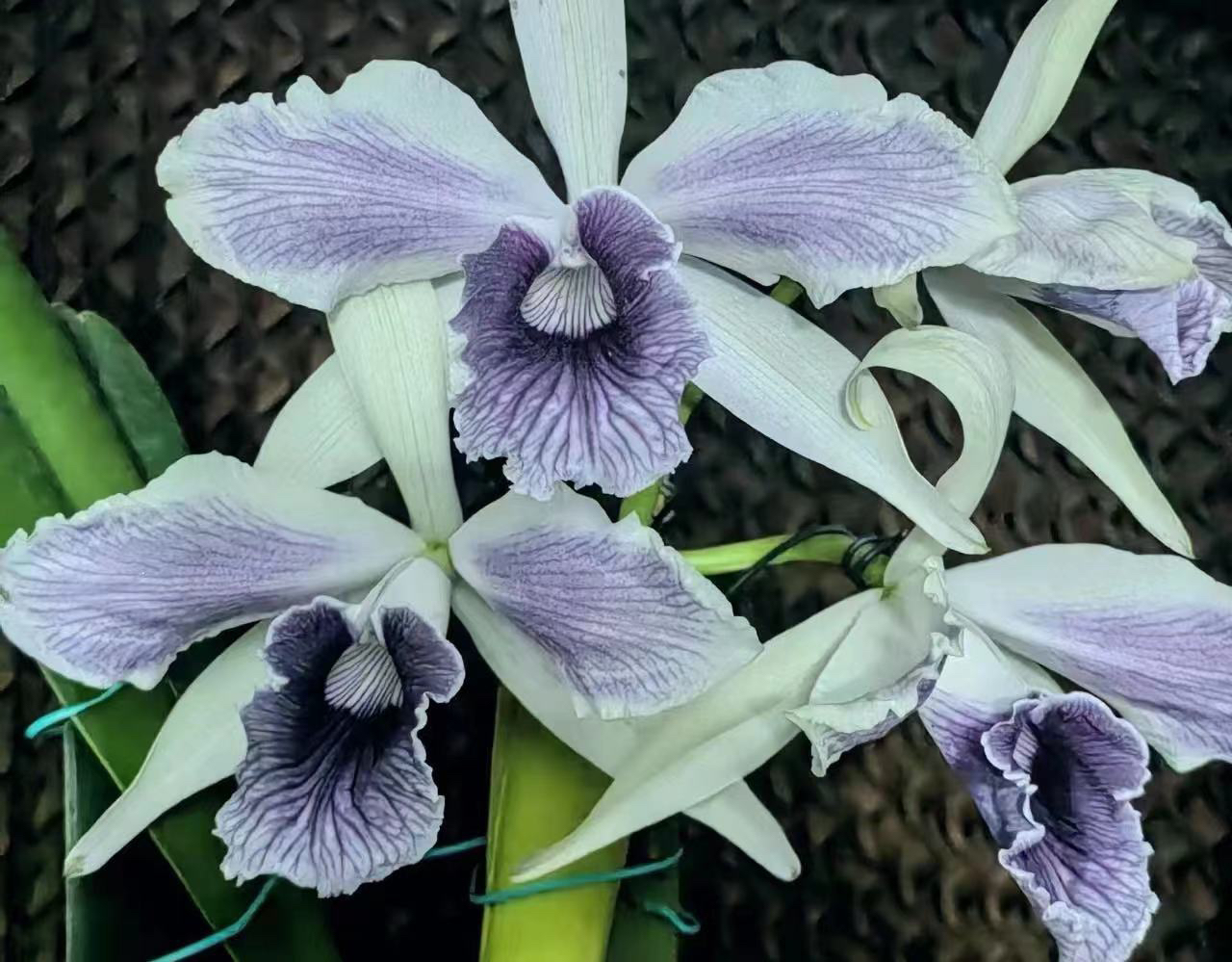 灰蓝火婆婆巴西原种卡特兰C.purpurata werkhauser' FLAMEA‘(MC)