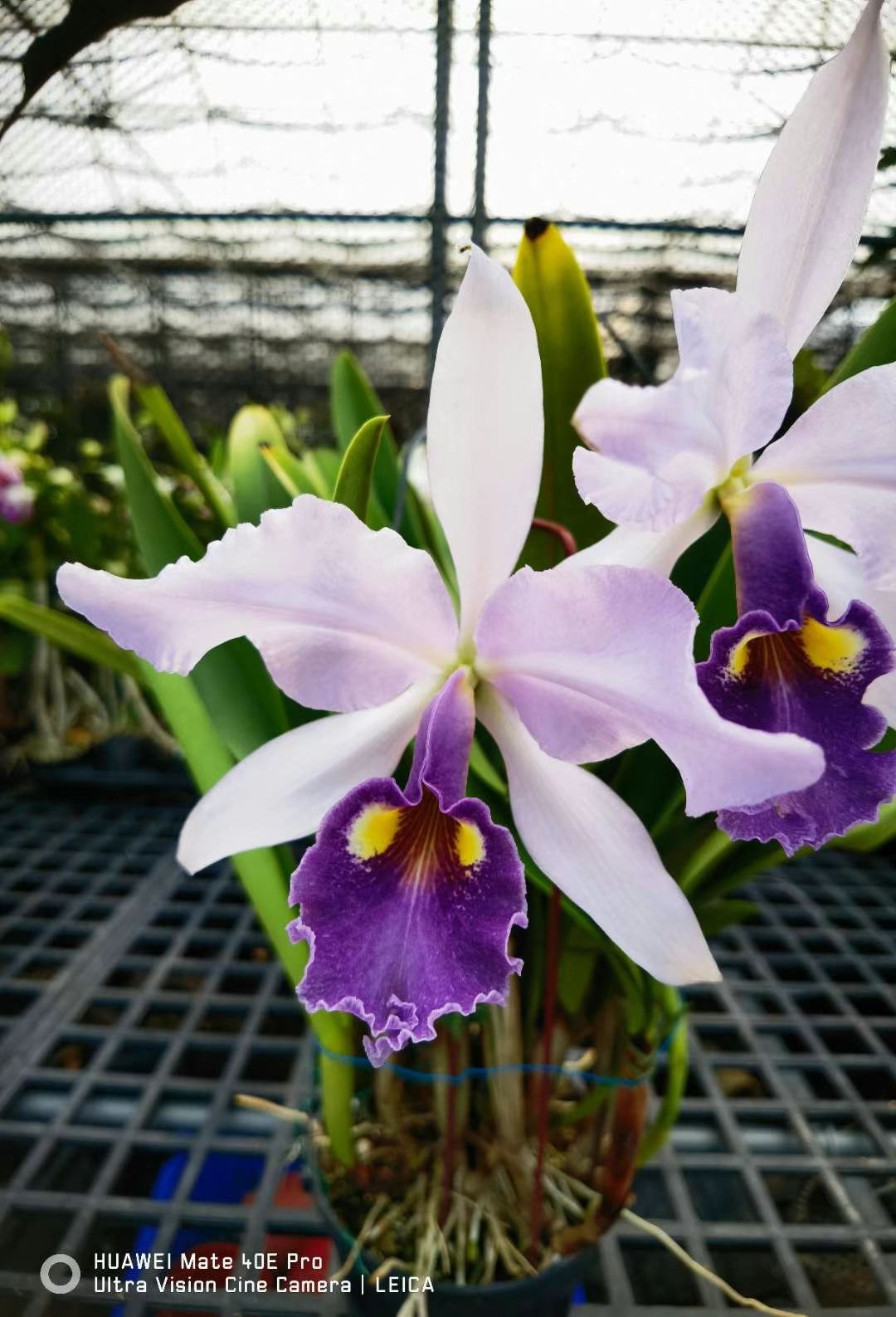 瓦塞维奇一团狗卡特兰OG株C. warscewiczii coerulea 'Ituango'