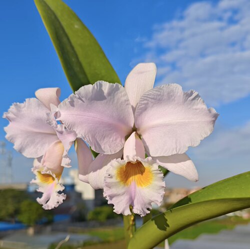 嘎斯卡特兰C. gaskelliana fma. suavissima'Homing Birds'x self