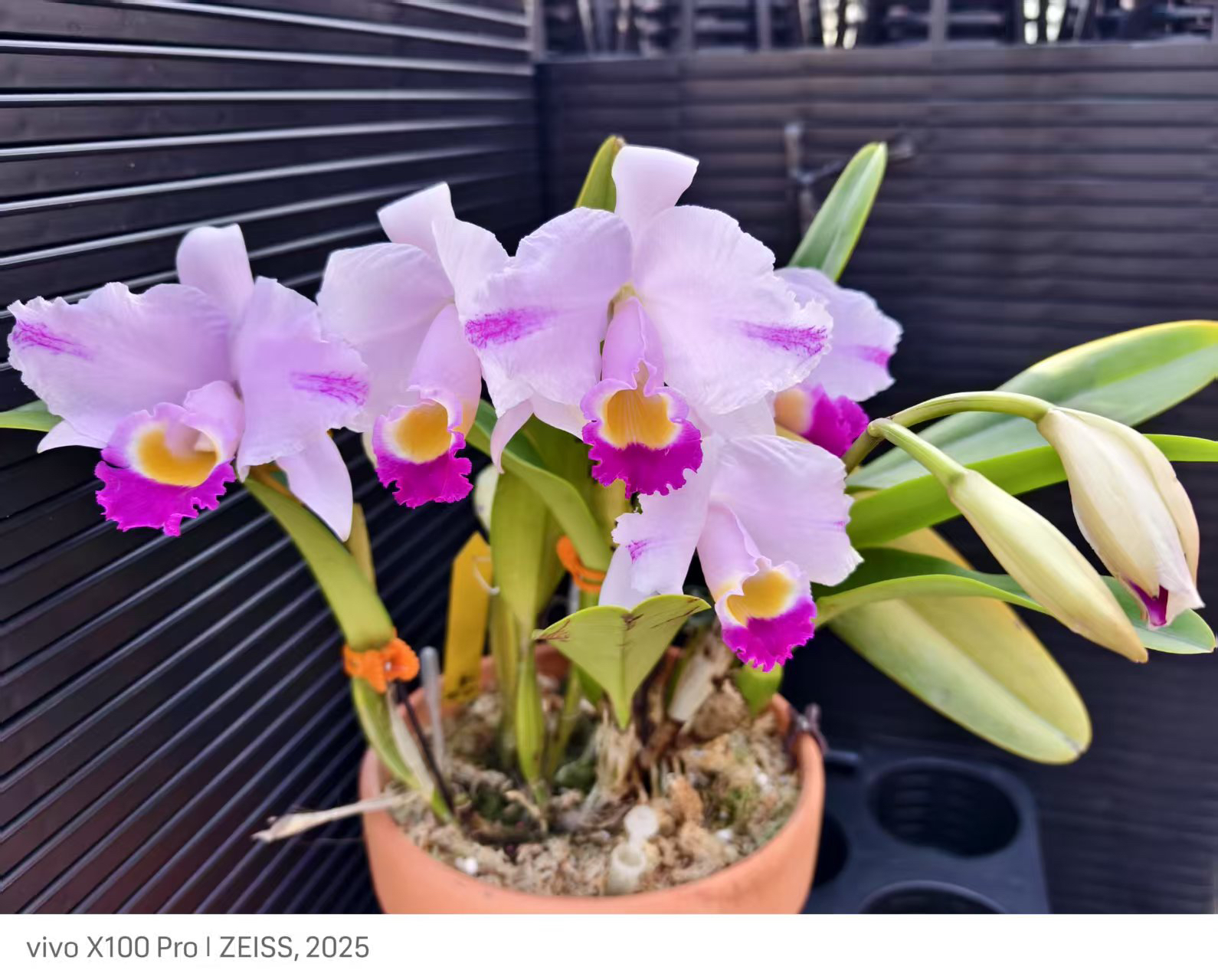 卡特兰插角特里C.trianae “Splash Lngrid”插角特里0626洋兰