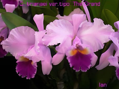 特里  卡特兰C.trianae“The Grand”大花洋吊兰花卉盆栽绿植