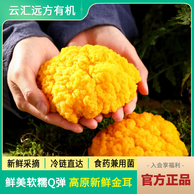 远方的梦想云南新鲜金耳菌顺丰空运云南特产黄金耳菌脑耳软糯Q弹