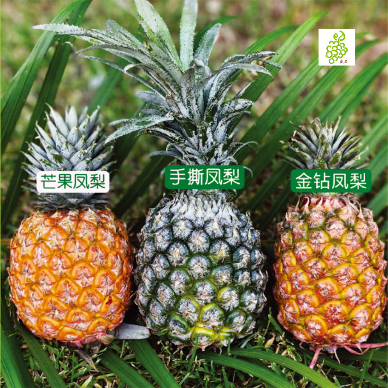 海南三凤呈祥凤梨组合3个装约4.8斤 芒果凤梨/金钻凤梨/手撕凤梨图片