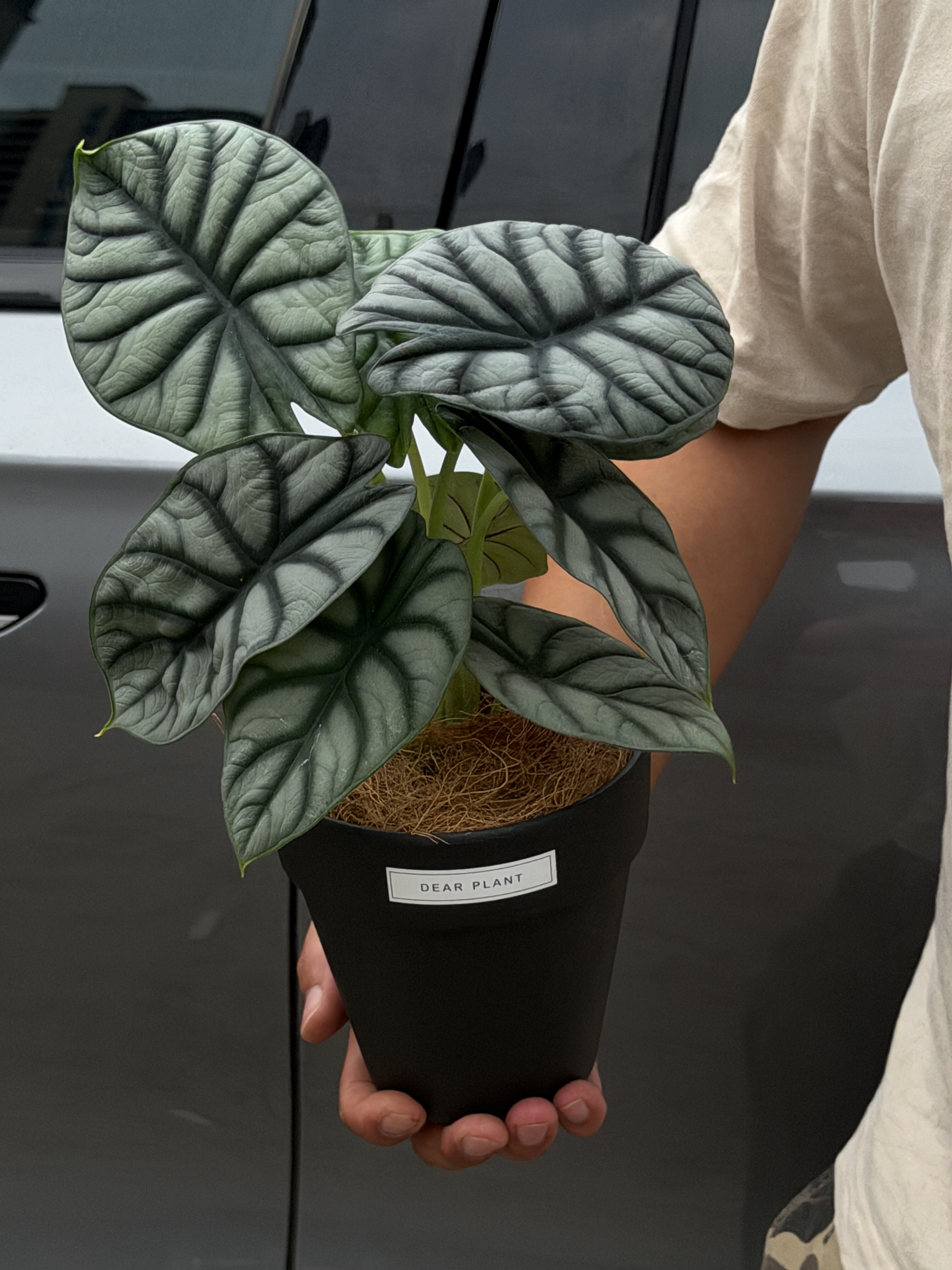 白犀牛海芋室内好养植物办公室桌面绿植盆栽净化空气植物好养易活