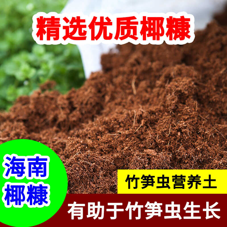 免泡海南纯椰糠竹笋虫养殖专用