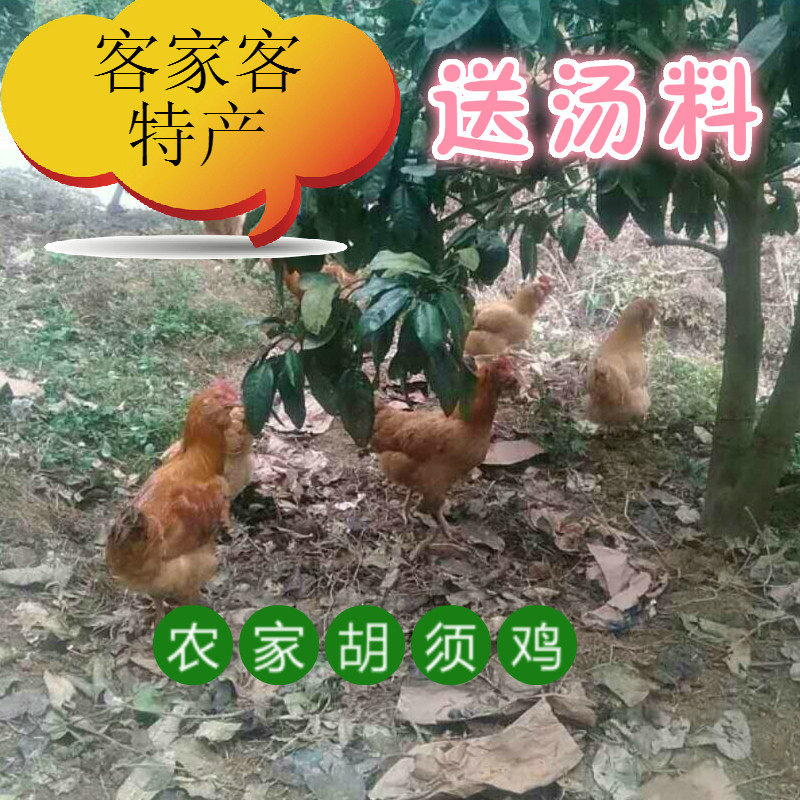 胡须鸡 土鸡 走地鸡 6个月 散养原生态养殖 杀好850克左右 包邮