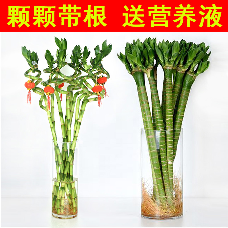 富贵竹室内转运竹水养植物带根易养懒人水培龙竹办公室绿植美观