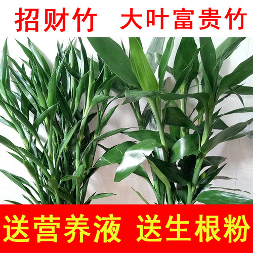 富贵竹水培招财竹植物客厅绿植