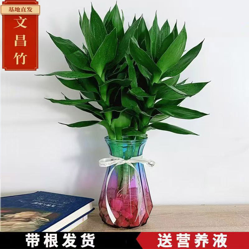 文昌竹水培植物富贵竹带根观音竹水养文昌竹客厅室内桌面绿植盆栽