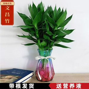 文昌竹水培植物富贵竹带根观音竹水养文昌竹客厅室内桌面绿植盆栽