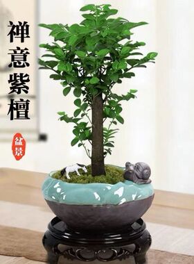 四季常青盆景黑古茶盆栽好养紫檀
