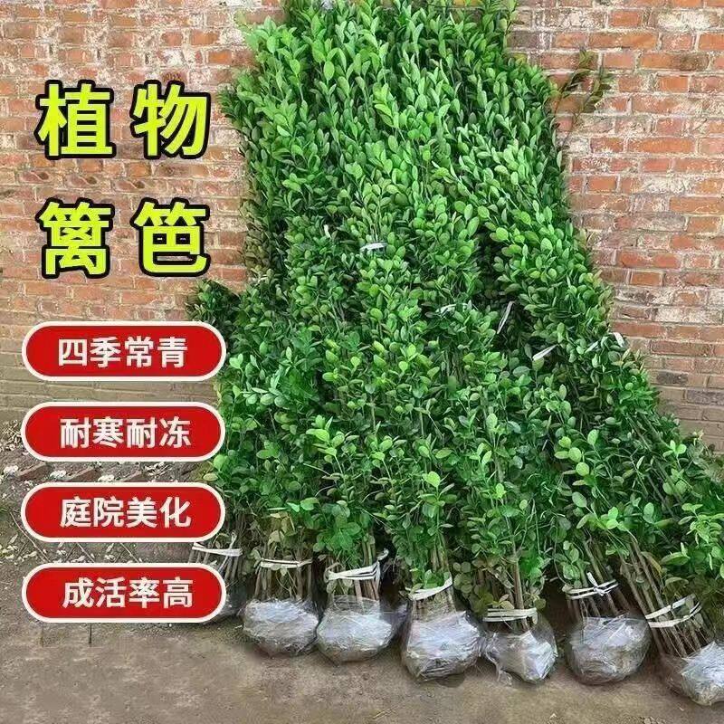 室外围栏花园青苗冬篱笆绿叶绿色植物绿植户外绿化黄杨北海道