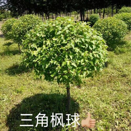 条60枫球三角枫营养球类米冠幅