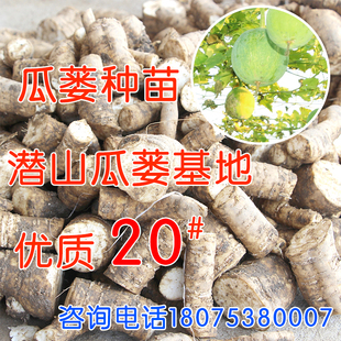 【现货】2025年瓜蒌种子瓜篓种苗根苗潜山种植苗春季大颗粒生种子