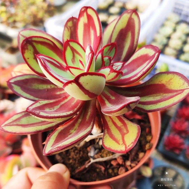 丸叶红丝多肉植物紫蝶肉肉植物花卉红丝绿植盆栽办公室内创意盆栽