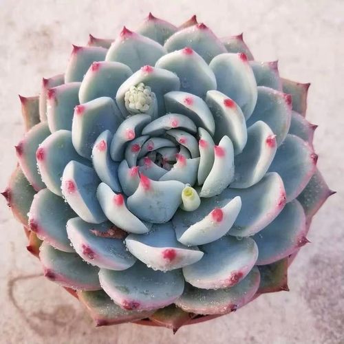 吉娃娃多肉大型景天科水蜜桃花卉