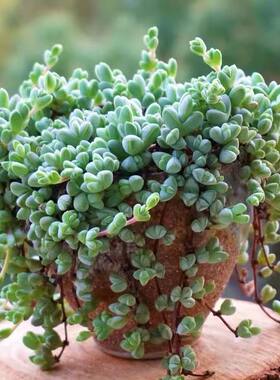 植物植物小二子园艺办公室