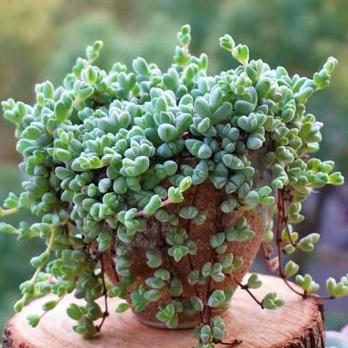 植物植物小二子园艺办公室