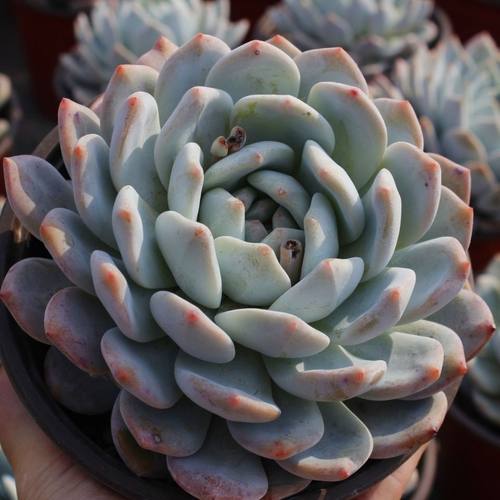 橙梦露多肉植物组合花卉园艺新手