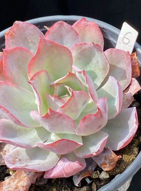 蓝光正版多肉植物蓝光三仙之首皮实好养红边三仙多肉组合正版粉红