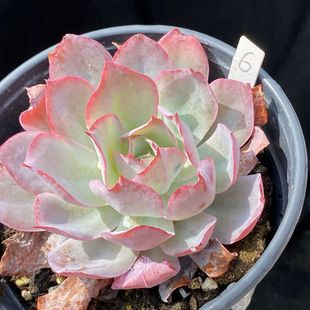 蓝光正版多肉植物蓝光三仙之首皮实好养红边三仙多肉组合正版粉红