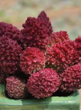 大疣朱子玉水泡多肉植物盆栽室内绿植创意花卉进口稀有水泡翠绿石