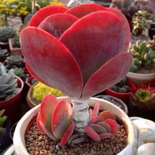 唐印多肉火狐狸多肉植物老桩多头群生稀有办公桌室内盆栽花卉阳台