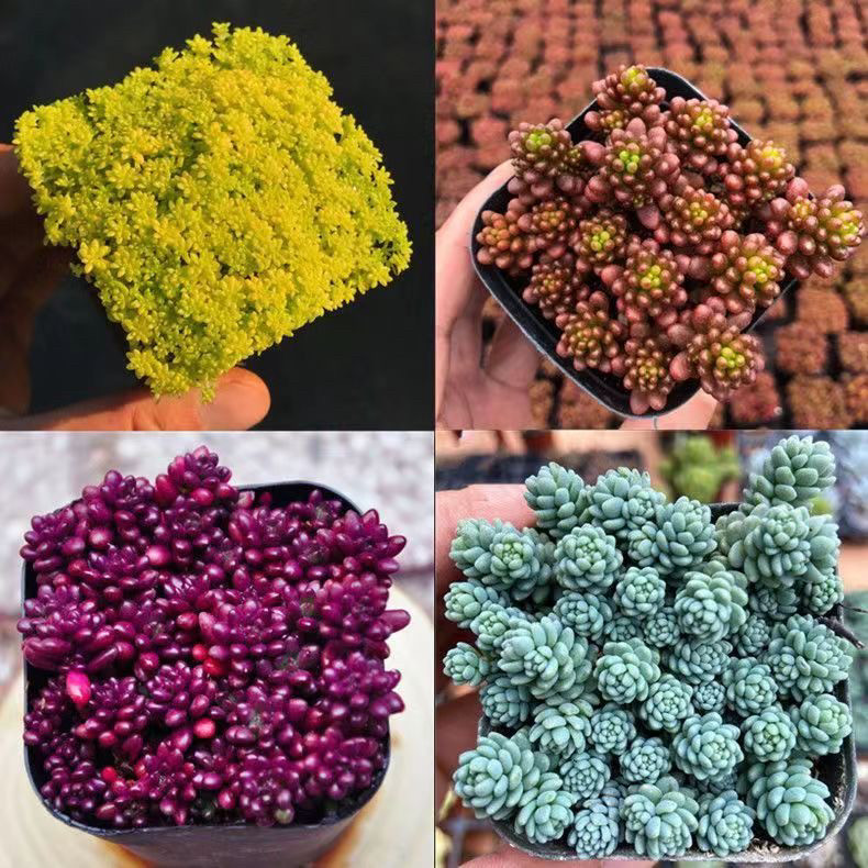 紫米粒黄金草红色浆果旋叶姬星美人带盆栽好多肉植物室内迷你盆栽,鲜花速递/花卉仿真/绿植园艺,多肉植物,淘宝优惠券,粉丝福利购,淘宝优惠卷