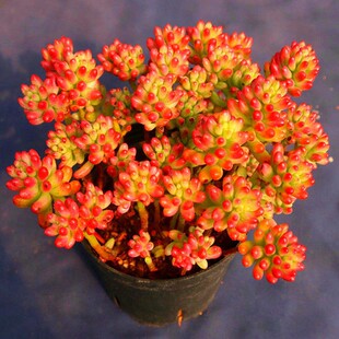 虹之玉锦多肉多头群生老桩多肉植物新手蓝石莲多肉萌肉组合盆栽室