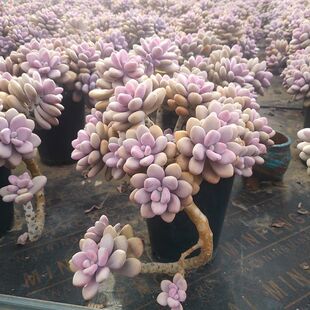 多肉桃蛋老桩妖桩悬崖桩多头桃蛋大长腿亚美命运大桃蛋桃之卵新手