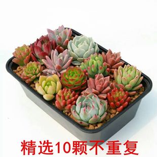 黄丽多肉植物精美20颗组合套餐盆栽植物室内花卉四季易活好养大颗