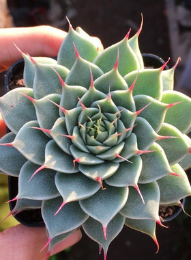 银星多肉植物长睫毛绿色的银边迷你植物室内盆栽花卉组盆办公室