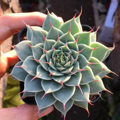 银星多肉植物长睫毛绿色的银边迷你植物室内盆栽花卉组盆办公室