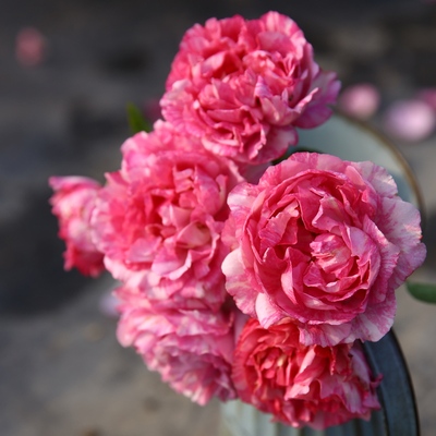 最新优惠券大全 小树懒的面包屋