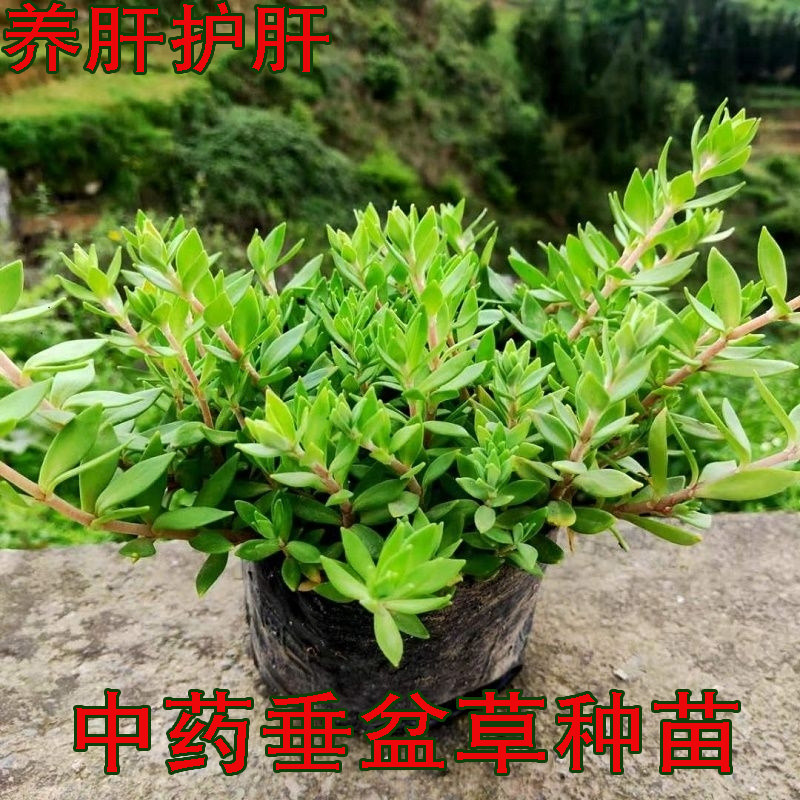 中药垂盆草种苗盆栽绿植养肝护肝室内外种植狗牙草打不死草苗植物
