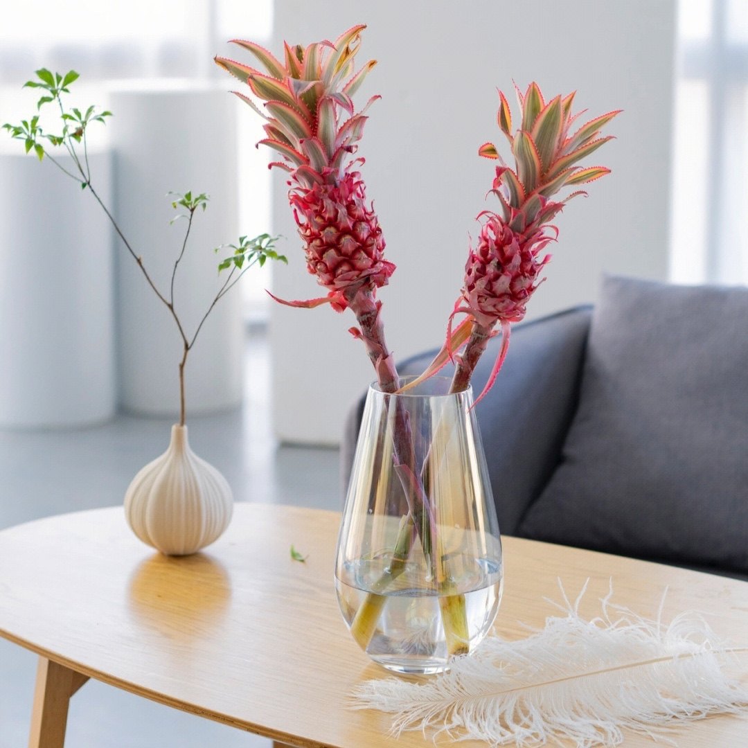 台湾迷你小菠萝粉色可爱珊瑚凤梨室内办公室水培鲜花可做干花顺丰