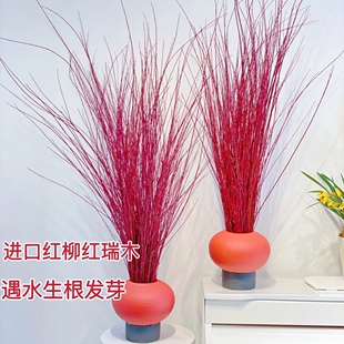 伊朗进口红瑞木枝条红柳鲜切枝水培植物遇水可生根发芽年宵花鲜花