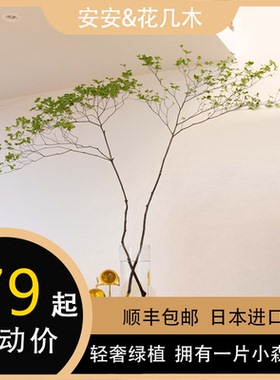 日本进口吊钟水培植物鲜切枝带叶枝条日系极简室内桌面水养绿植