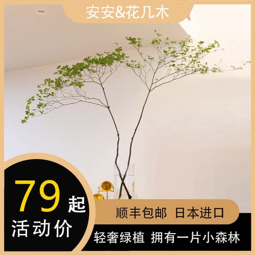 绿植带叶枝条水培日本吊钟办公室