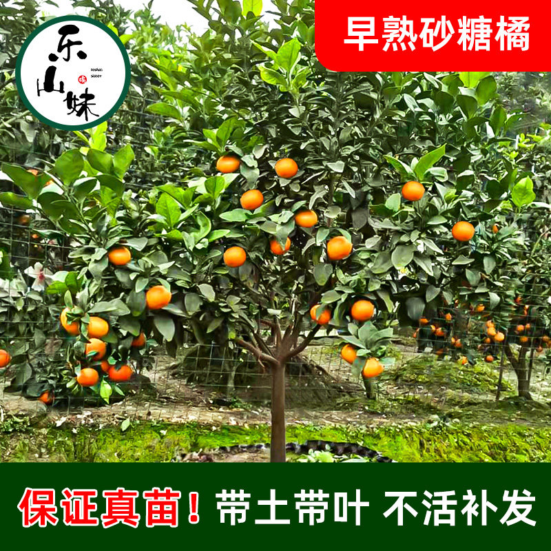 【乐山妹】沙糖桔地栽盆栽南北方橘子树柑桔果树苗嫁接砂糖橘四川
